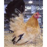 Black Tailed Buff Japanese Bantam Chicks