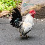Black Tailed White Japanese Bantam Chicks