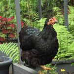 Black Wyandotte Bantam Chicks