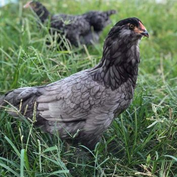 Blue Ameraucana Chicks