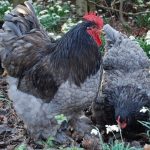 Blue Cochin Bantam Chicks