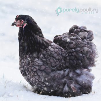 Blue Cochin Standard Chicks