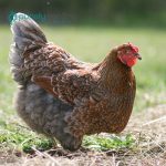 Blue Laced Red Wyandotte Chicks