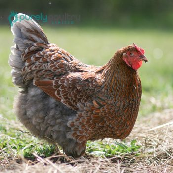 Blue Laced Red Wyandotte Chicks