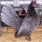 Blue Old English Bantam Chicks