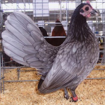 Blue Old English Bantam Chicks