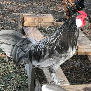 Blue Rosecomb Bantam Chicks