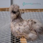 Blue Silkie Bantam Chicks
