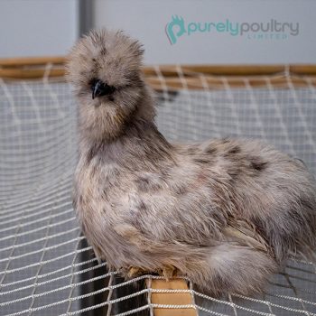 Blue Silkie Bantam Chicks