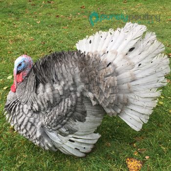 Blue Slate Turkey Poults