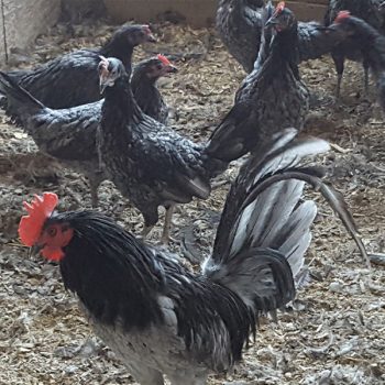 Blue Standard Old English Chicks
