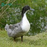 Blue Swedish Ducklings