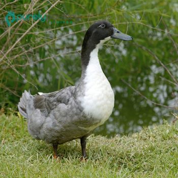 Blue Swedish Ducklings