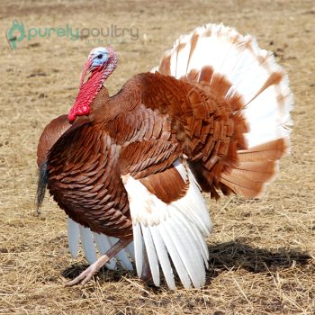Bourbon Red Turkey Poults