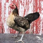 Brassy Back Old English Bantam Chicks