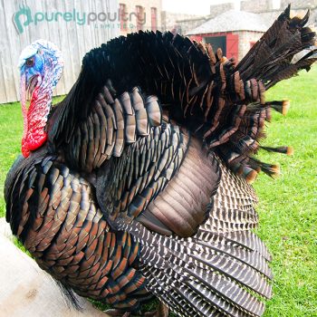 Broad Breasted Bronze Turkey Poults
