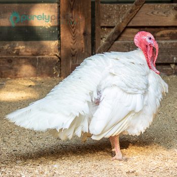 Broad Breasted White Turkey Poults