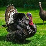Bronze Heritage Standard Turkey Poults
