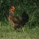 Brown Leghorn Chicks