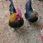 Brown Red Old English Bantam Chicks