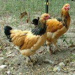 Buff Brahma Bantam Chicks