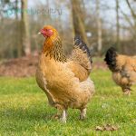 Buff Brahma Chicks