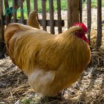 Buff Cochin Bantam Chicks