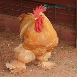 Buff Cochin Standard Chicks