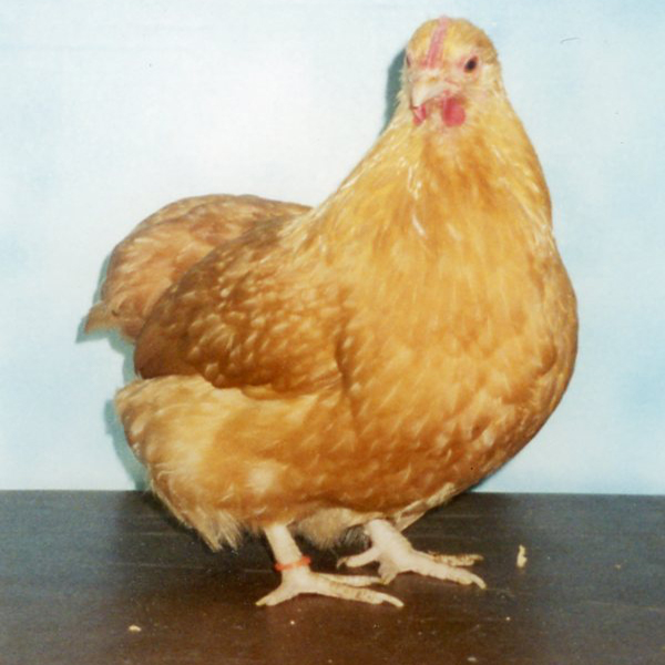 Buff-Orpington-Bantam-Chicks Buff Orpington Bantam Chicks