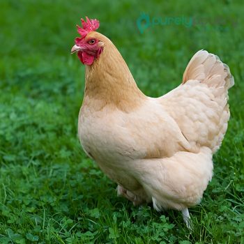 Buff Orpington Chicks