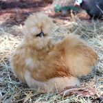 Buff Silkie Bantam Chicks