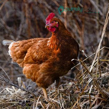 Cinnamon Queen Chicks