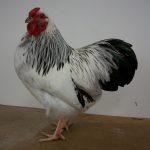 Columbian Wyandotte Bantam Chicks