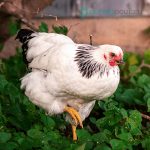 Columbian-Wyandotte-Chicks