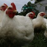 Cornish Cross Broiler Chicks