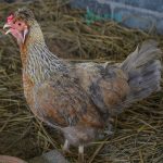 Cream Legbar Chicks