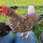 Crele Old English Bantam Chicks