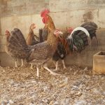 Crele Standard Old English Chicks