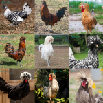 Crested “Top Hat” Chicks Assortment