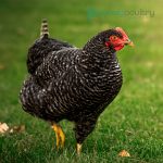 Cuckoo-Marans-Chicks