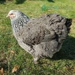 Dark Brahma Chicks