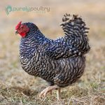 Dominique-Chicks