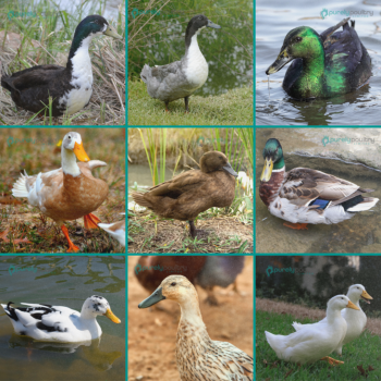 Duckling-Assortment-937x937 (1)