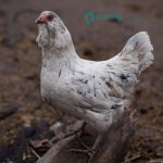 Easter Egger Bantam Chicks