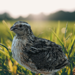 Falb-Fee-Coturnix-Quail