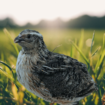 Falb Fee Coturnix Quail