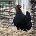French Black Copper Marans Chicks