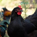 French Black Marans Chicks
