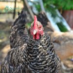 French Cuckoo Marans Chicks