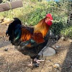 French Wheaten Marans Chicks